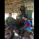 Beschickung der Maschine, die nach dem „Röstvorgang“ die Kokosfasern löst